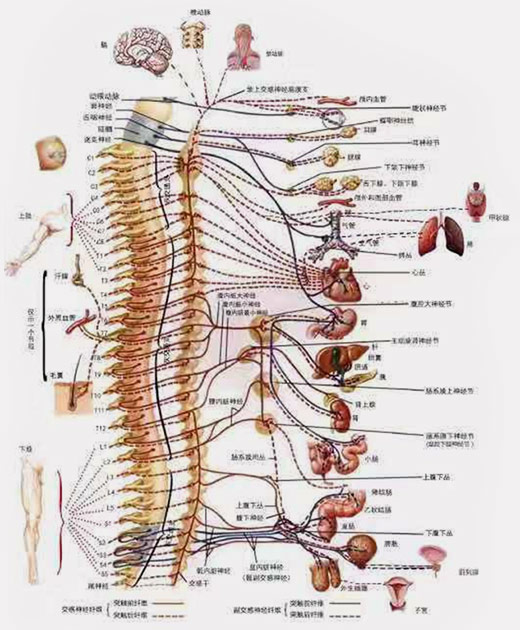 針刀為什么能治療內(nèi)科疾??？